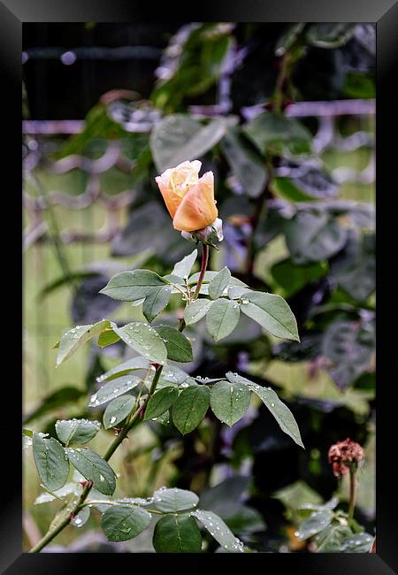 Rain on rosebuds Framed Print by Adrian Bud