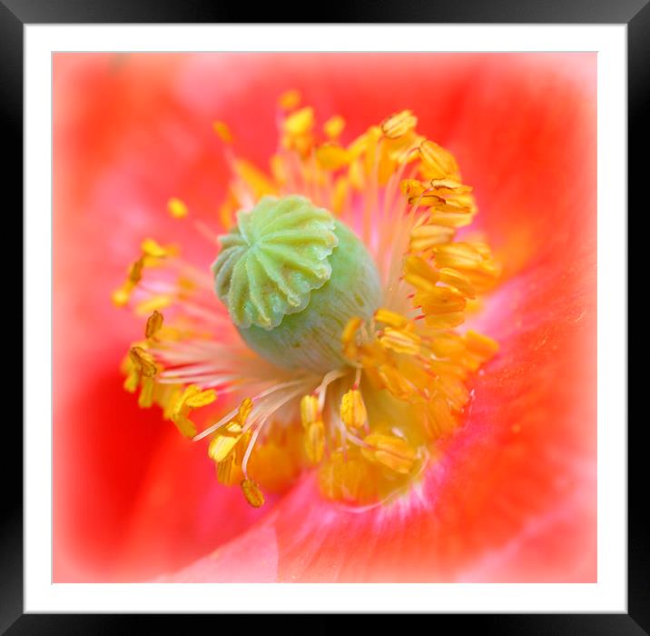  poppy Framed Mounted Print by sue davies