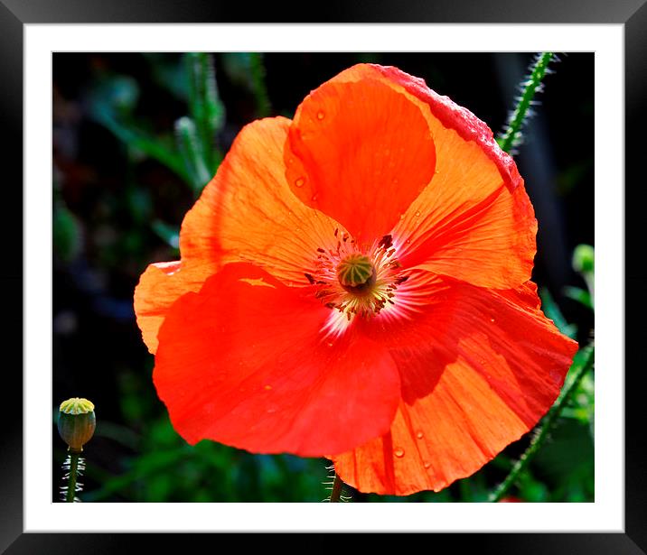  sunshine through a poppy Framed Mounted Print by sue davies