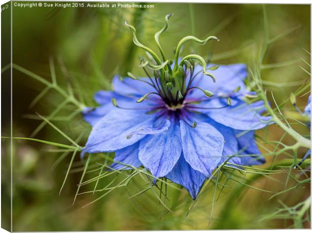  Love in a mist Canvas Print by Sue Knight