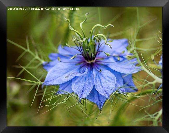  Love in a mist Framed Print by Sue Knight