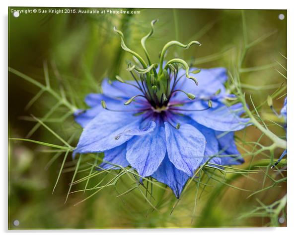  Love in a mist Acrylic by Sue Knight