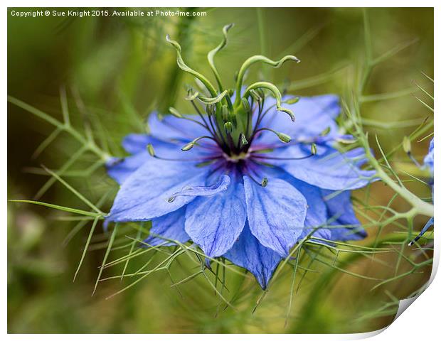  Love in a mist Print by Sue Knight