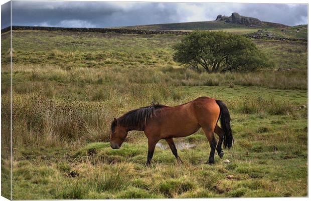  Wild Pony Canvas Print by kevin wise