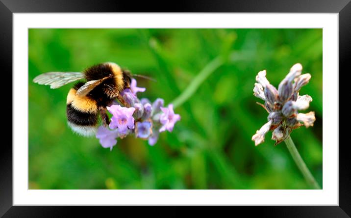  pretty bee Framed Mounted Print by sue davies