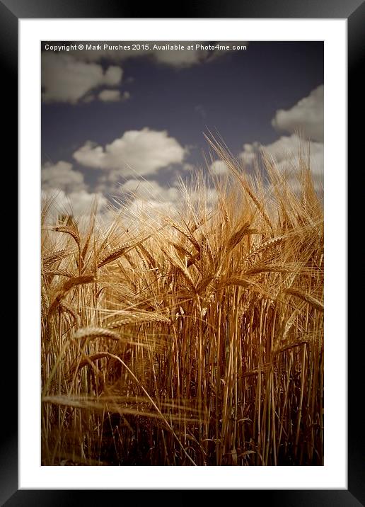 Tall Barley Crop Plant Detail Sepia Framed Mounted Print by Mark Purches
