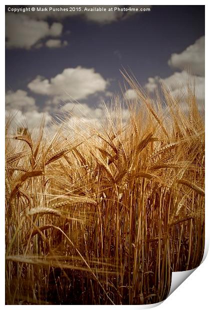 Tall Barley Crop Plant Detail Sepia Print by Mark Purches