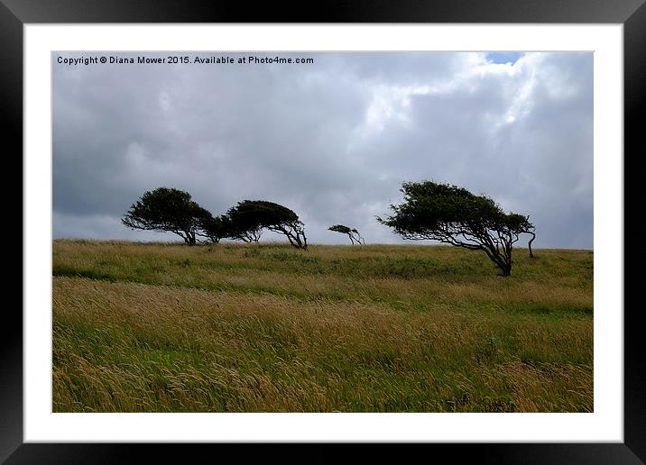  Brean Down   Framed Mounted Print by Diana Mower