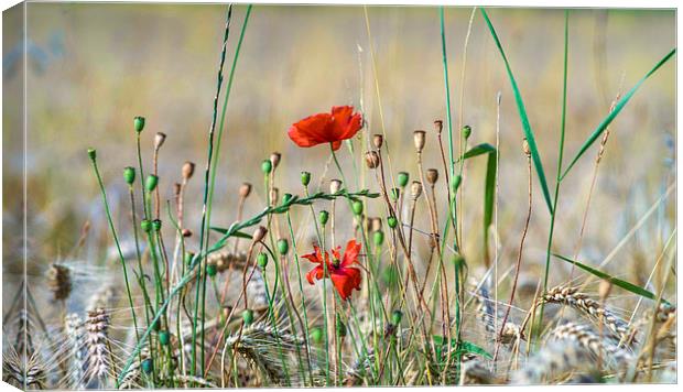  Poppies and Wheat Canvas Print by Alan Simpson