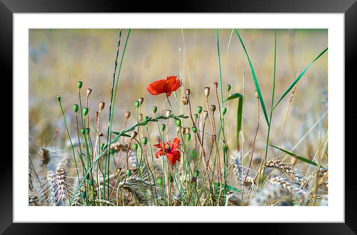  Poppies and Wheat Framed Mounted Print by Alan Simpson