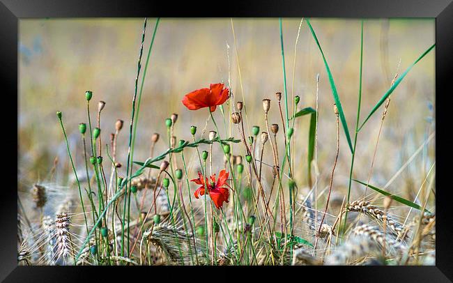  Poppies and Wheat Framed Print by Alan Simpson