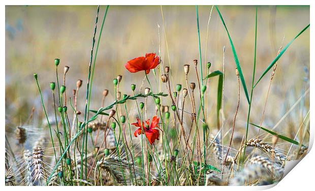  Poppies and Wheat Print by Alan Simpson