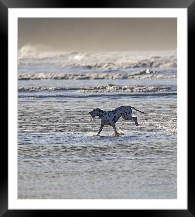 Happy Dalmatian Framed Mounted Print by Mike Gorton