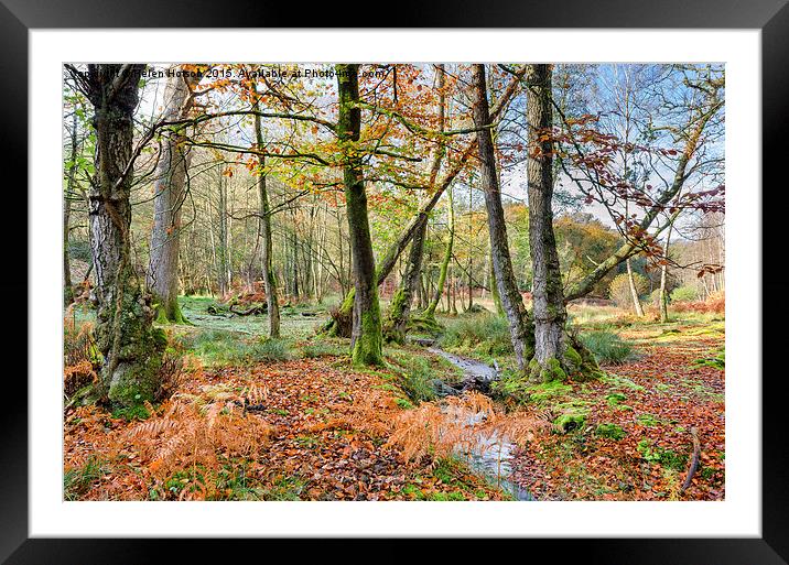 Forest Stream in Autumn Framed Mounted Print by Helen Hotson