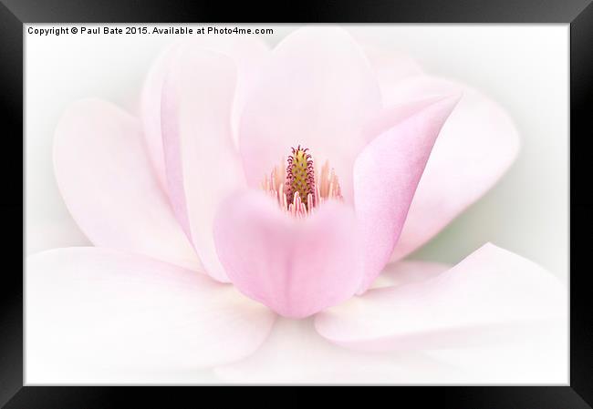  Tulip Magnolia Framed Print by Paul Bate