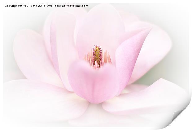  Tulip Magnolia Print by Paul Bate