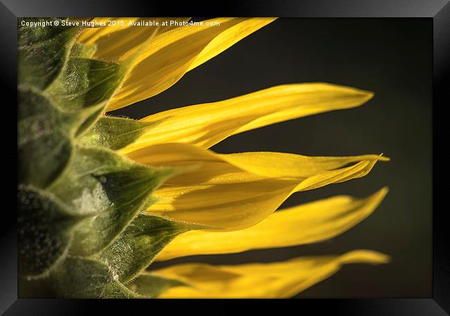  Sunflower petals Framed Print by Steve Hughes