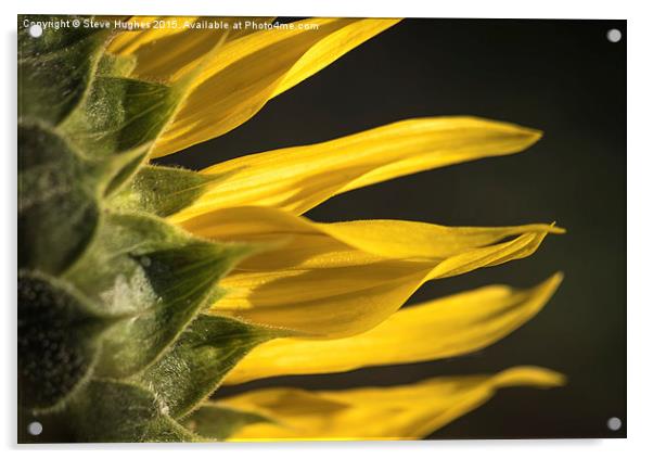  Sunflower petals Acrylic by Steve Hughes