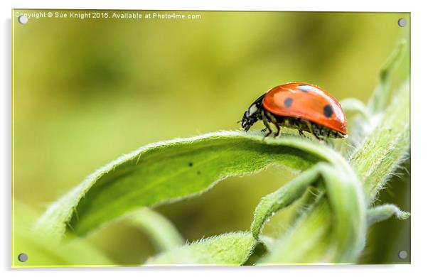  Ladybird,Ladybird Acrylic by Sue Knight