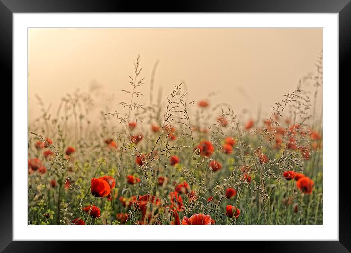 The field of poppies early morning Framed Mounted Print by Adrian Bud
