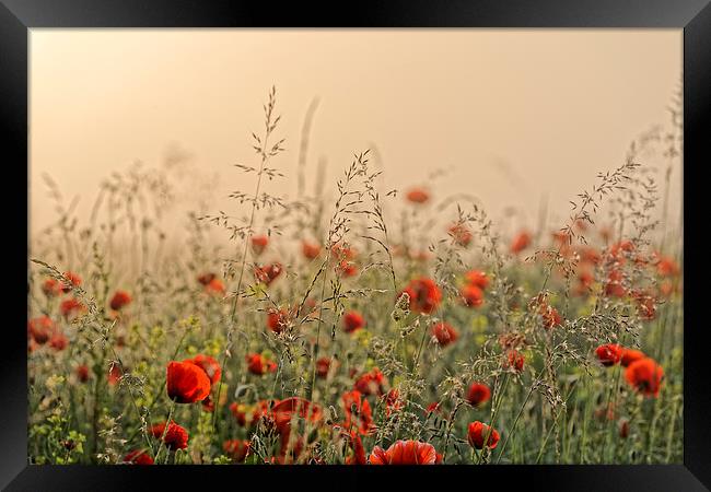 The field of poppies early morning Framed Print by Adrian Bud