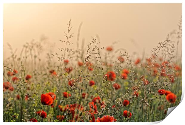 The field of poppies early morning Print by Adrian Bud