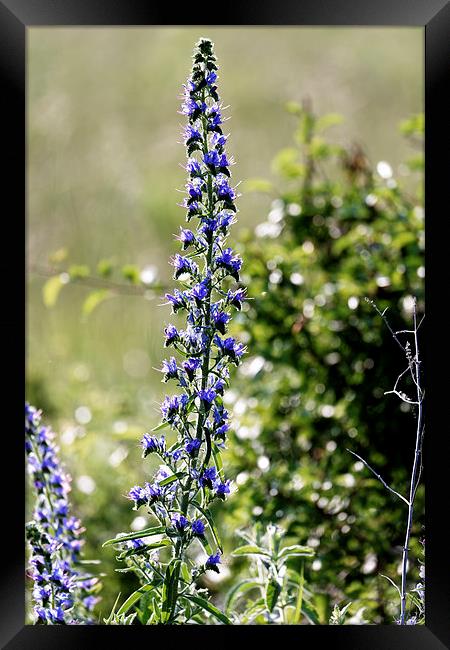 Blue tower flower in the early morning light Framed Print by Adrian Bud