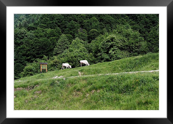 Two cows grazing on the edge of a mountain road Framed Mounted Print by Adrian Bud
