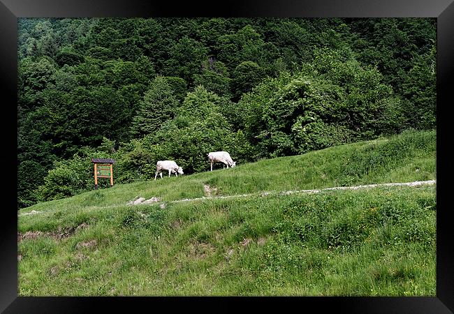 Two cows grazing on the edge of a mountain road Framed Print by Adrian Bud