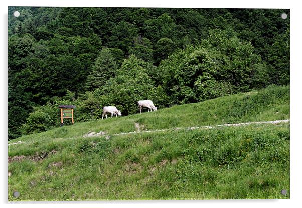 Two cows grazing on the edge of a mountain road Acrylic by Adrian Bud