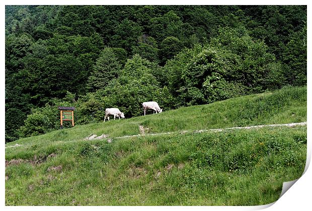 Two cows grazing on the edge of a mountain road Print by Adrian Bud