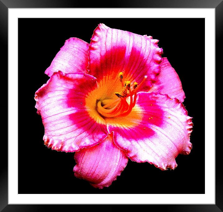 Posterised Lily  Framed Mounted Print by james balzano, jr.