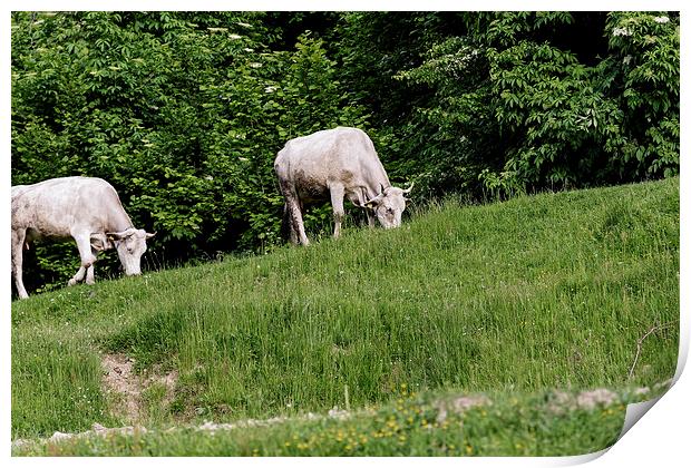 Cows grazing on the edge of mountain road Print by Adrian Bud