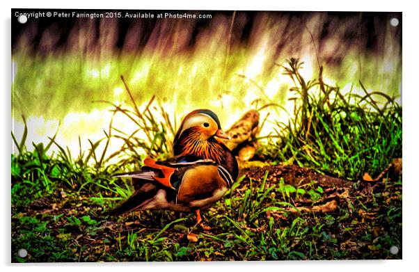 The Very Colourful Mandarin Duck Acrylic by Peter Farrington