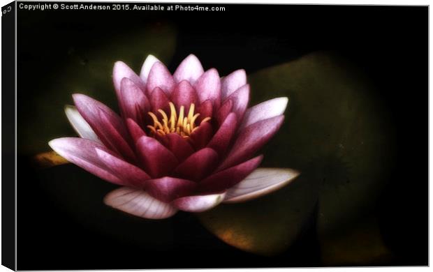  Pink Water Lily Canvas Print by Scott Anderson