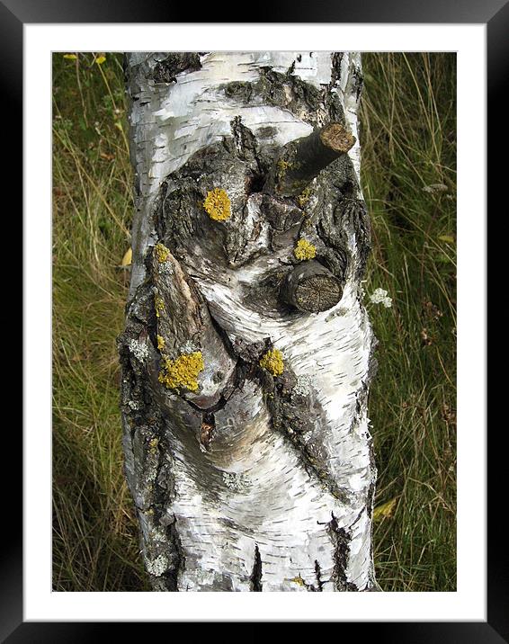 Silver Birch Bark Framed Mounted Print by Chris Day