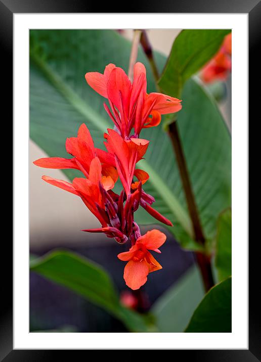 Bird of Paradise flower Framed Mounted Print by Adrian Bud