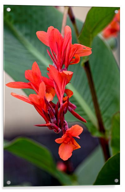 Bird of Paradise flower Acrylic by Adrian Bud