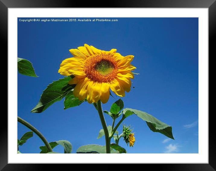 Sunflower in the sky, Framed Mounted Print by Ali asghar Mazinanian