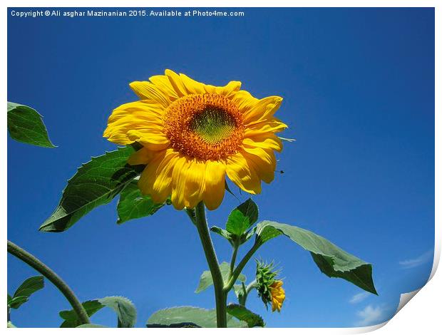 Sunflower in the sky, Print by Ali asghar Mazinanian
