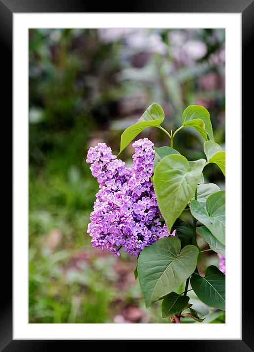 Lilac Flower on a blurred background Framed Mounted Print by Adrian Bud