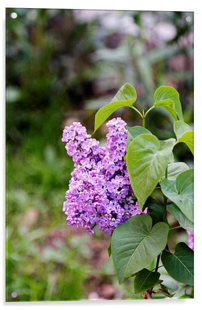 Lilac Flower on a blurred background Acrylic by Adrian Bud