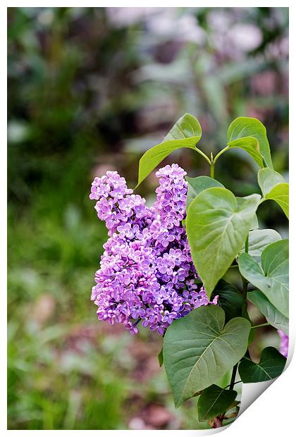 Lilac Flower on a blurred background Print by Adrian Bud