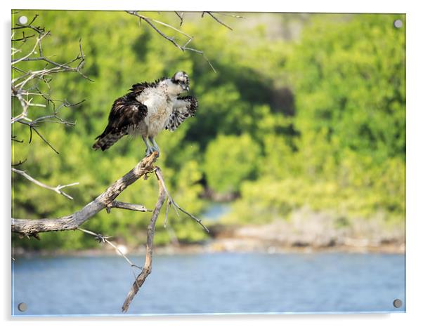 Osprey bird of prey Acrylic by Gail Johnson