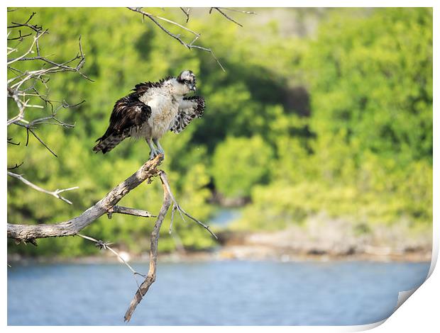 Osprey bird of prey Print by Gail Johnson