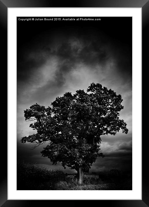    An Autumn tree with stormy skies Framed Mounted Print by Julian Bound