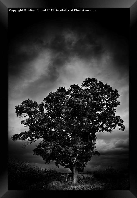    An Autumn tree with stormy skies Framed Print by Julian Bound