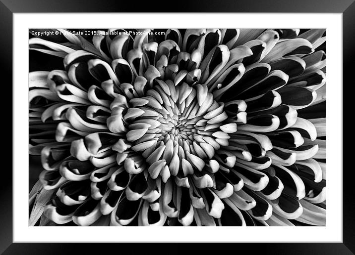  Chrysanthemum Framed Mounted Print by Paul Bate