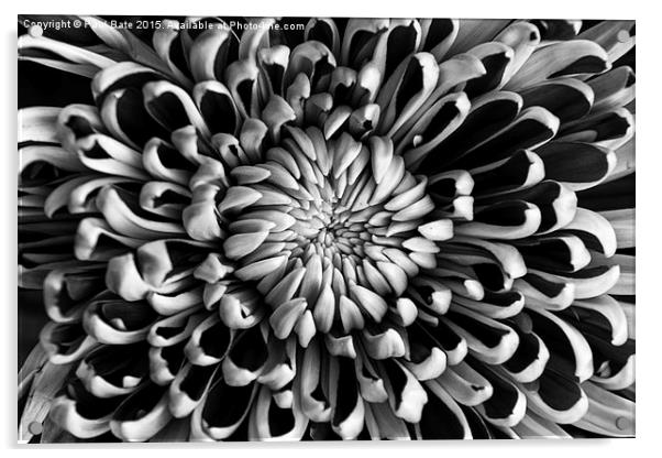  Chrysanthemum Acrylic by Paul Bate