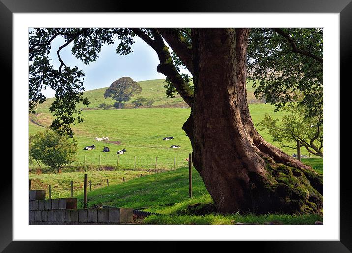  Bleasedale Views Framed Mounted Print by Jason Connolly